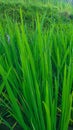 Growing rice in China. View of sprouted green stalks of rice in water with dew drops