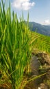 Growing rice in China. View of sprouting green stalks of rice in water against a mountain landscape