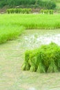 Growing rice in farm