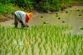 Growing rice