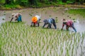 Growing rice