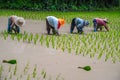 Growing rice