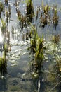 Growing rice fields in Spain. Water reflexion