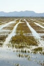 Growing rice fields in Spain. Water reflexion