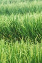 Growing rice and green grass field background