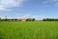 Growing rice and green grass field near temple