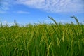 Growing rice and green grass field