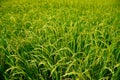 Growing rice and green grass field