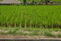 Growing rice on the island of Bali, Indonesia, Jatiluwih green rice terraces, UNESCO heritage site