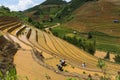 Growing rice in Mu Cang Chai, Yen Bai, Vietnam Royalty Free Stock Photo