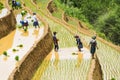 Growing rice in Mu Cang Chai, Yen Bai, Vietnam