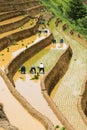 Growing rice in Mu Cang Chai, Yen Bai, Vietnam