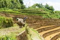 Growing rice in Mu Cang Chai, Yen Bai, Vietnam Royalty Free Stock Photo