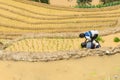 Growing rice in Mu Cang Chai, Yen Bai, Vietnam Royalty Free Stock Photo