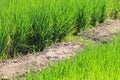 Growing rice