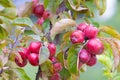 Growing ripe crab apples on the tree Royalty Free Stock Photo