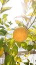 Growing Ripe Lemons Hanging on a Lemon tree closeup Royalty Free Stock Photo