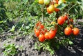 Growing ripe red cherry tomatoes Royalty Free Stock Photo