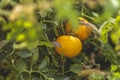 Growing ripe tomatoes. Fresh juicy yellow love apple on the branches close up Royalty Free Stock Photo