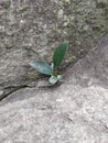 GROWING IN ROCK CRACKS Royalty Free Stock Photo