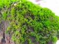 Growing on a Rock, Mosses, Close-up Royalty Free Stock Photo