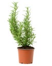 Growing rosemary bush in brown plastic pot, spice isolated on white background Royalty Free Stock Photo