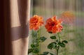 Growing roses indoors. Blooming rose in a flowerpot on the windowsill. Floribunda Rose Easy Does it