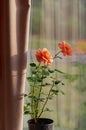 Growing roses indoors. Blooming rose in a flowerpot on the windowsill. Floribunda Rose Easy Does it