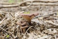 Pearl Oyster Mushrooms On Rotten Wood In Jamaica Royalty Free Stock Photo