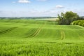 Growing Corn Field in landscape with rolling hills near Dusseldorf, Germany