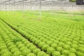 Growing salad plants in glasshouse Royalty Free Stock Photo