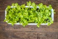 Growing salad in a pot on the balcony. Close-up top view of a freshly home grown green svlat in a pot on a wooden floor. Selective