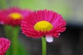 Spring Flower Series - Hot Pink with Yellow Center Daisies - Asteraceae - Daisy Fleabane - Erigeron speciosus Asteraceae Family Royalty Free Stock Photo