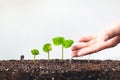 Growing Sapling coffee trees Hand Protect White background Royalty Free Stock Photo