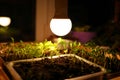 Growing seedlings of annual herb lettuce, flower cornflower in plastic container Royalty Free Stock Photo