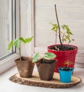 Growing seedlings of decorative liana on the window Royalty Free Stock Photo