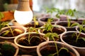 Growing seedlings of green tomato in plastic transparent container