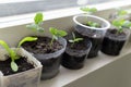 Growing seedlings in little pots next to a window indoors in spring.