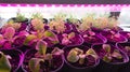 Growing seedlings of petunia and lobelia under a phytolamp. The ultraviolet light from the full spectrum grow lights stimulates