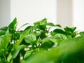 Growing seedlings for planting in the garden in the spring. Green seedlings of peppers, close-up, copyspace. The concept of Royalty Free Stock Photo