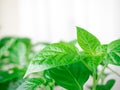 Growing seedlings for planting in the garden in the spring. Green seedlings of peppers, close-up, copyspace. The concept of Royalty Free Stock Photo