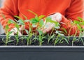 Growing seedlings of pumpkin,cucumbers or zucchini in pots and boxes with organic soil.Female hands take care of plants Royalty Free Stock Photo