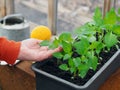 Growing seedlings of pumpkin,cucumbers or zucchini in pots and boxes with organic soil.Female hands take care of plants Royalty Free Stock Photo