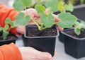 Growing seedlings of pumpkin,cucumbers or zucchini in pots with organic soil.Female hands take care of plants Royalty Free Stock Photo