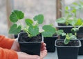 Growing seedlings of pumpkin,cucumbers or zucchini in pots with organic soil.Female hands take care of plants Royalty Free Stock Photo