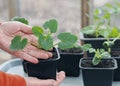 Growing seedlings of pumpkin,cucumbers or zucchini in pots with organic soil.Female hands take care of plants Royalty Free Stock Photo