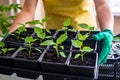 Growing seedlings, sowing seedlings, planting vegetables, home plants. The gardener`s gloved hands carry pepper seedlings in pots