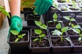 Growing seedlings, sowing seedlings, planting vegetables, home plants. The gardener`s gloved hands carry pepper seedlings in pots Royalty Free Stock Photo