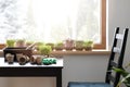 Growing seeds and raw food. An empty chair by window sill full with different microgreens and table with gardening tools and soil Royalty Free Stock Photo