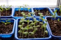 growing seeds on the windowsill. eggplant seedlings Royalty Free Stock Photo